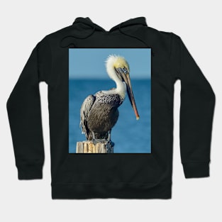 Shy Florida Pelican Hoodie